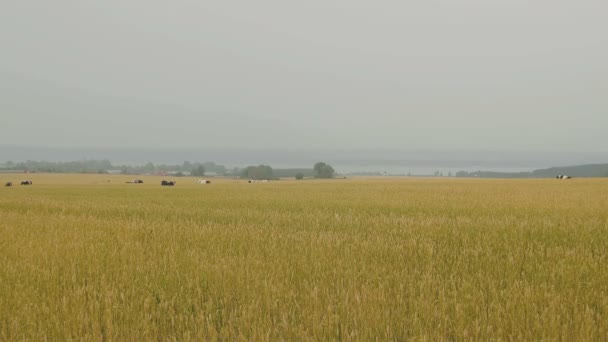Un troupeau de vaches sur le pré des épis blé 