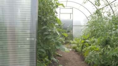 Küçük Polikarbon sera içinde