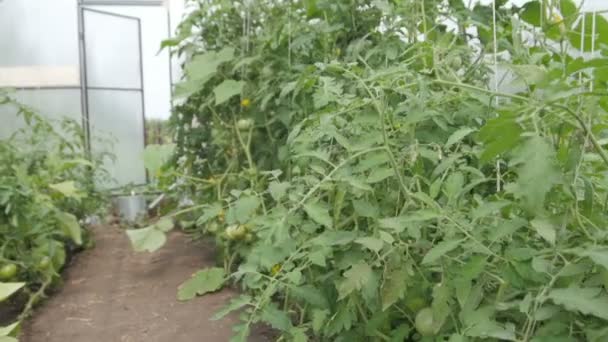 Uma estufa de policarbonato no interior - pepinos e tomates — Vídeo de Stock