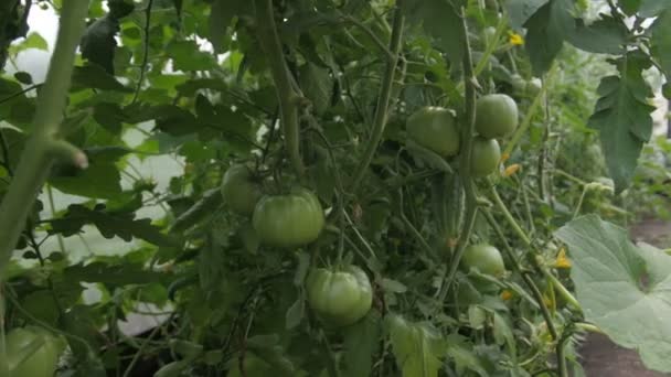 Tomates dentro de estufa de policarbonato — Vídeo de Stock