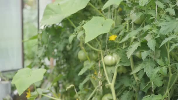 Tomaten im Polycarbonat-Gewächshaus, Nahaufnahme — Stockvideo