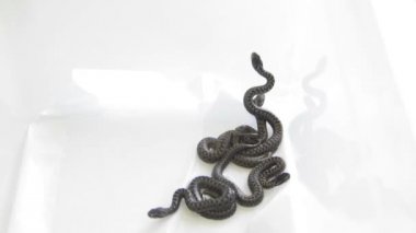 Grup 1 gün eski yenidoğan terrarium içinde yılan: çayır viper - Vipera ursinii, yakın