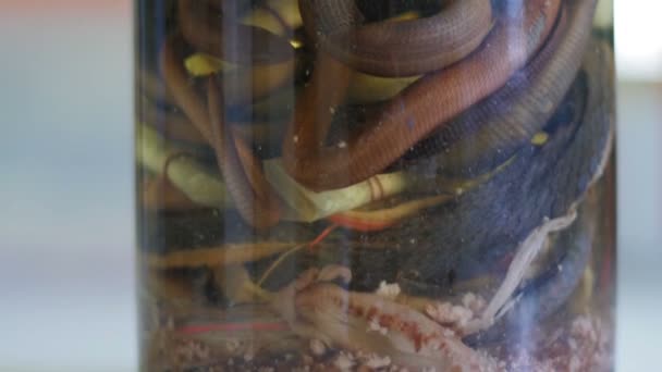 A amostra de diferentes cobras no tubo de ensaio, de perto — Vídeo de Stock