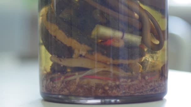A amostra de diferentes cobras no tubo de ensaio - a partir de fundações do museu, de perto — Vídeo de Stock