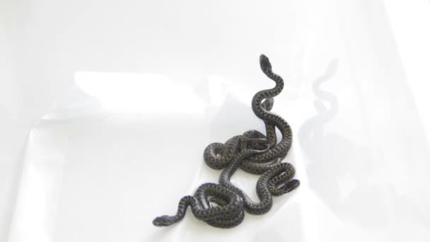 Grupo de recém-nascidos de 1 dia Cobras em um terrário: víbora de prado - Vipera ursinii, close-up — Vídeo de Stock