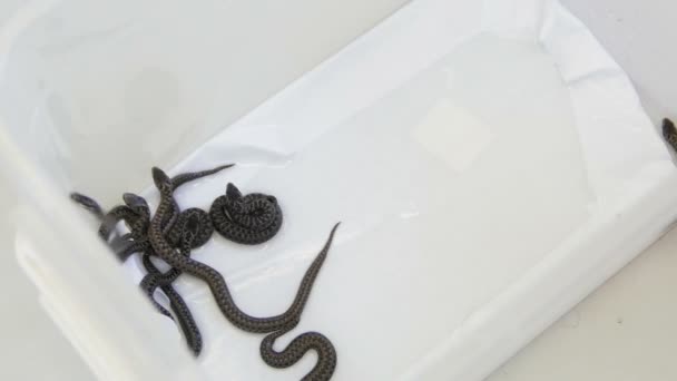 Groupe de nouveau-nés de 1 jour Serpents dans un terrarium : Vipère des prés - Vipera ursinii — Video