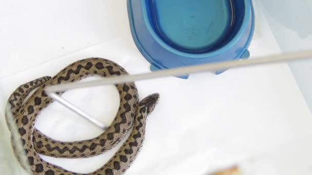 Terrarium içinde yılan: çayır viper - Vipera ursinii, yakın — Stok video