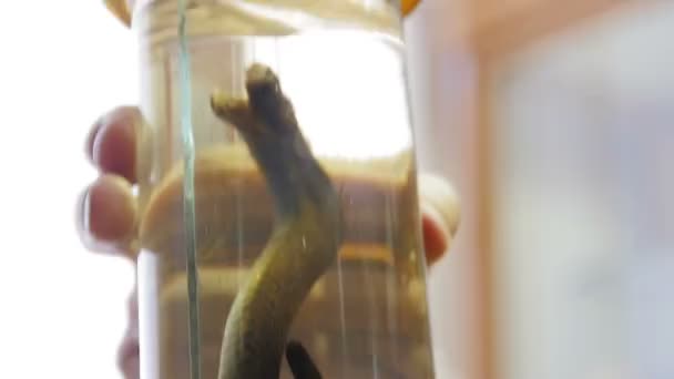 La muestra de serpiente en el tubo de ensayo: víbora del prado - Vipera ursinii, primer plano — Vídeo de stock