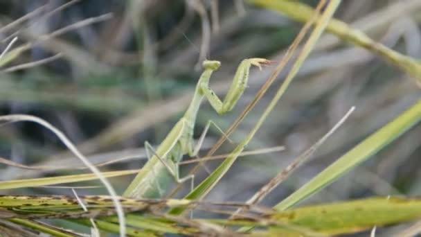 Πράσινο Mantis Religiosa μακροεντολή, στο γρασίδι — Αρχείο Βίντεο