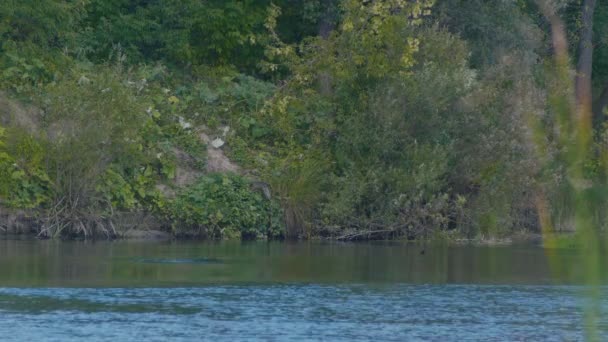 水泳男と槍 - 森川での釣りの深さにダイブ — ストック動画