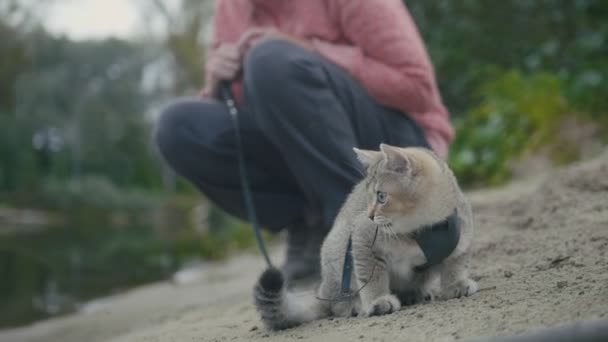 Британский кот Shorthair Tabby в ошейнике прогуливается по песку на открытом воздухе - играет со спрутом — стоковое видео