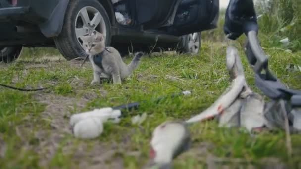 Británico taquigrafía gato caminando cerca de lanza pesca de agua dulce pescado en hierba en camping — Vídeos de Stock