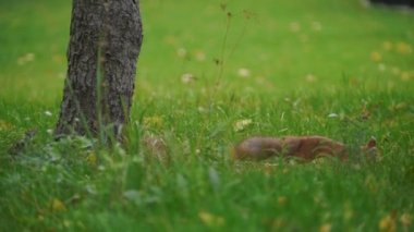 Sincap autimn Park'ta çim üzerinde çalışan