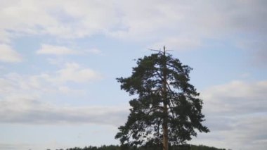 Orman üzerinde gökyüzünde uçan helikopter,
