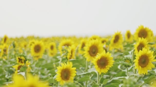 Field of Sunflowers in the wind, wide shot, cloudu day — Stock Video