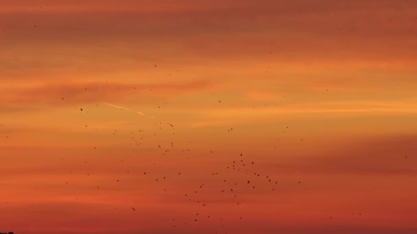 Morgonhimmel av röda orange och gula nyanser - silhuetter av fåglar — Stockvideo