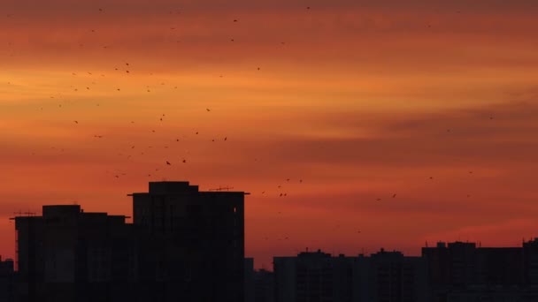 Cielo matutino de tonos rojos anaranjados y amarillos - siluetas de edificios - amanecer rojo — Vídeo de stock