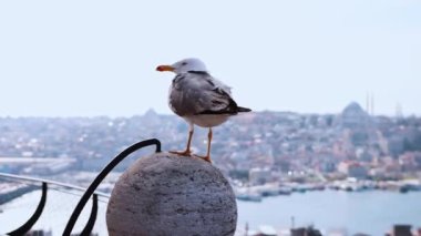 İstanbul şehir manzarası - ön planda albatros kuşu