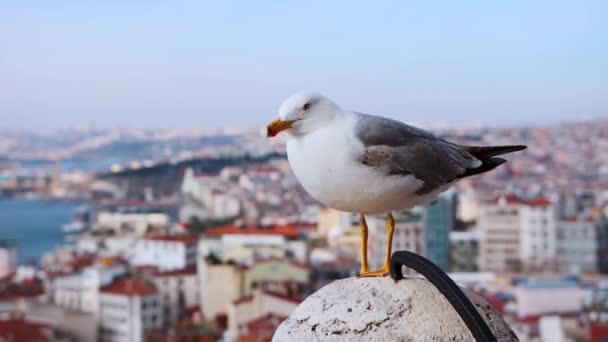 Istanbul city view from above - albatross bird on the foreground — Stock Video