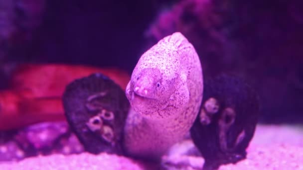 Moray dans un aquarium marin derrière un verre — Video