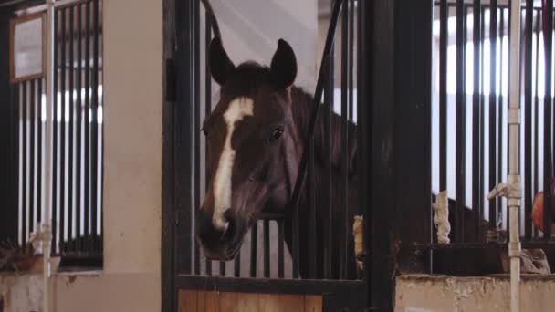 Braunes Pferd mit weißem Streifen auf der Schnauze steht im Stall — Stockvideo
