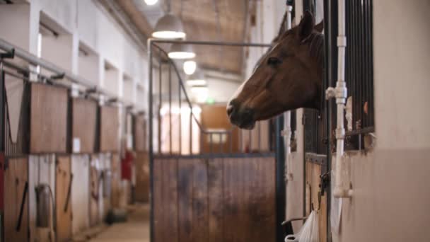 Brun häst med vit remsa på mynningen nickar i båset — Stockvideo