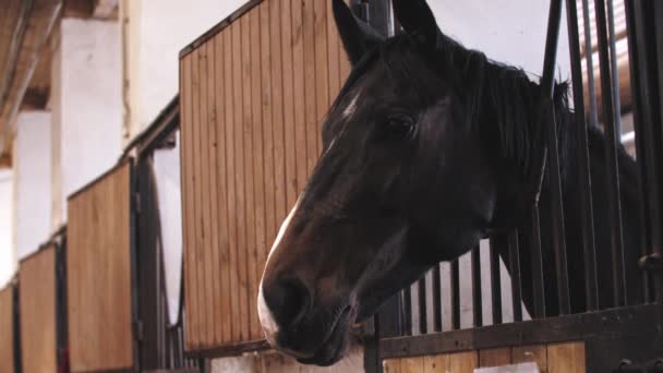 Dunkles Pferd mit weißem Streifen auf der Schnauze steht im Stall — Stockvideo