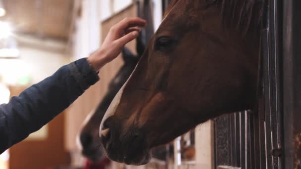 Kvinne stryker brun hest på munningen – stockvideo