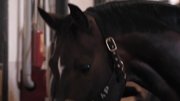 Vrouw borstels donker paard op boerderij — Stockvideo