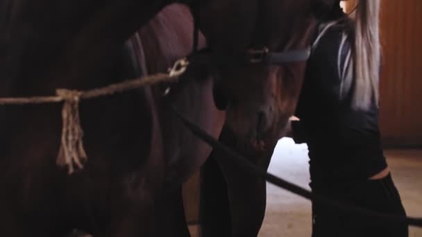 La mujer con la cola de caballo alta cuida del caballo - cepillos de caballo de color marrón oscuro en la granja — Vídeo de stock