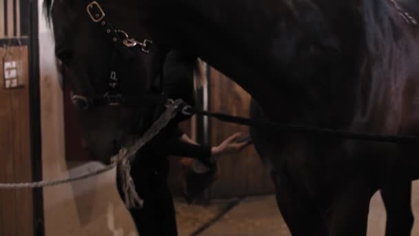 Mujer cuida de un caballo - cepillos caballo marrón a lo largo del cuerpo — Vídeo de stock