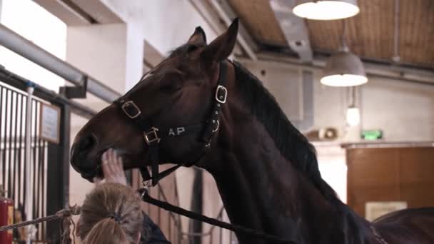 Mulher cuida de um cavalo - lavar o focinho de um cavalo marrom — Vídeo de Stock