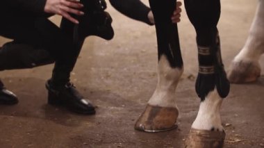 Kadın at bacaklarına koşum takımı takıyor.