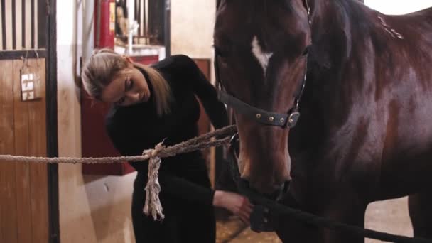 Eine Frau bürstet ein Pferd mit einem Pinsel — Stockvideo