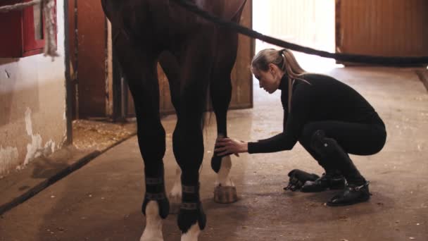 Женщина с высоким хвостиком надевает ремни на лошадиные ноги — стоковое видео