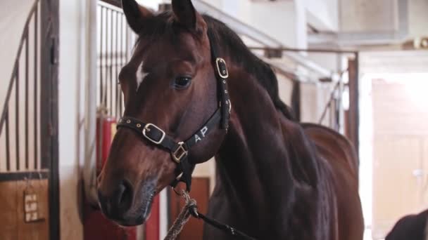 Mujer pone en una silla de montar en un caballo marrón en una granja — Vídeo de stock