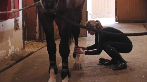 Kvinna med blont hår sätta på en sele på hästen ben — Stockvideo