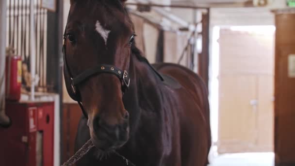 Kvinna med hög hästsvans petting brun häst — Stockvideo