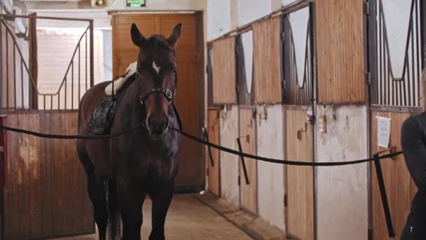 Femme à haute queue de cheval portant une selle un cheval en laisse — Video