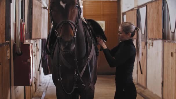 Una cavallerizza fissa la sella a cavallo al guinzaglio nella stalla — Video Stock