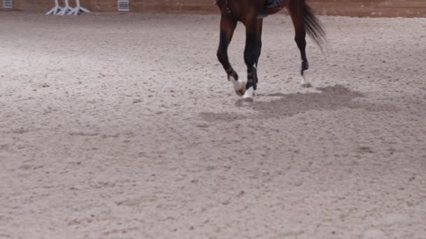 Equestre - uma mulher monta um cavalo em uma arena — Vídeo de Stock