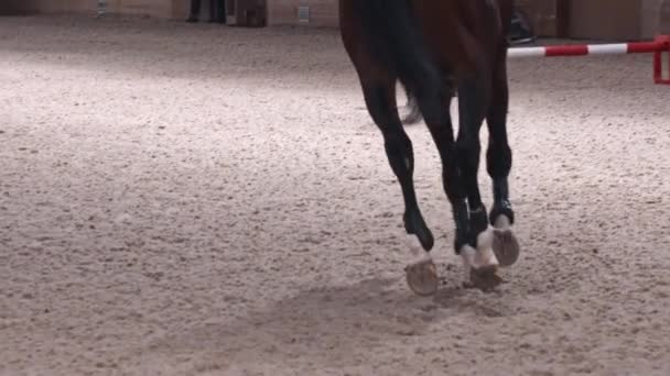 Jeździec - kobieta w czarnym ubraniu jeździ na koniu w kółko na hipodromie — Wideo stockowe