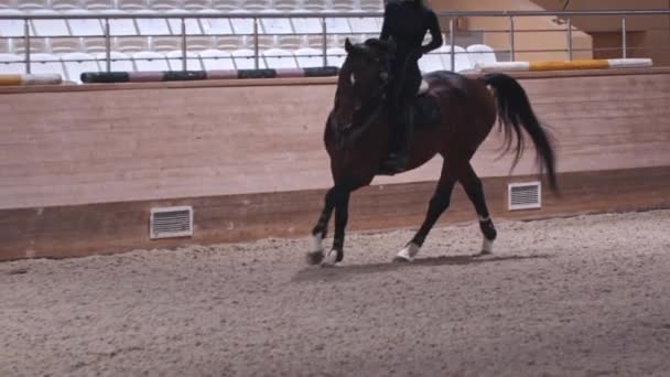 Paardensport - een vrouw in zwarte kleren rijdt op een donkerbruin paard op hippodroom — Stockvideo