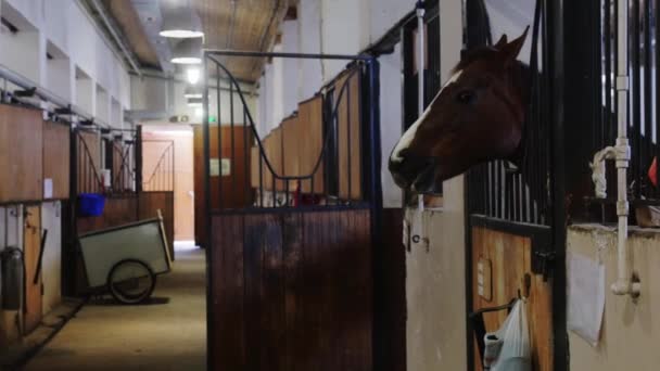 Equestre - cavalo marrom fica na barraca — Vídeo de Stock
