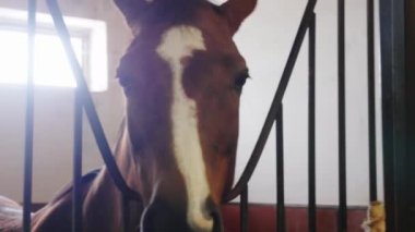 Atlı - kahverengi atın ağızlık - ahırda duruyor