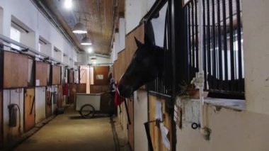 Binici- farklı atlar ahırlarda durur ve bir adam saman taşır.