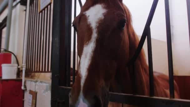 Equestre - focinho de cavalo marrom com uma faixa branca - fica na barraca — Vídeo de Stock