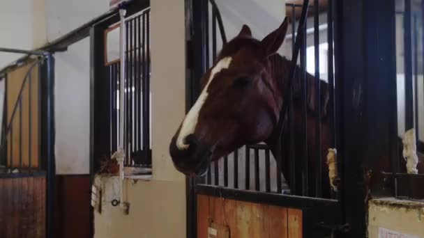 Conceito equestre - focinho de cavalo marrom com uma faixa branca - fica na barraca — Vídeo de Stock