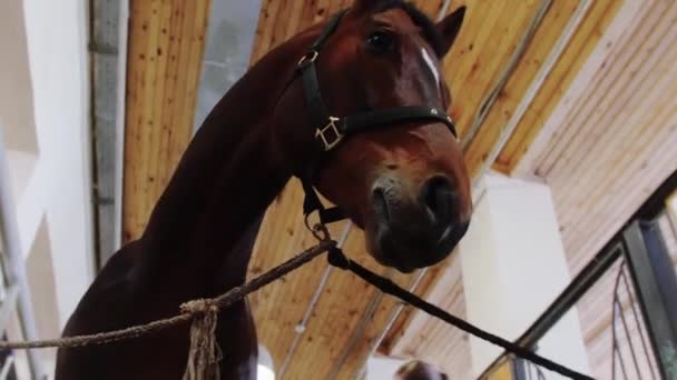 Ιππασίας - ρύγχος αλόγου κοιτάζοντας στην κάμερα, ενώ μια γυναίκα το χτένισμα — Αρχείο Βίντεο