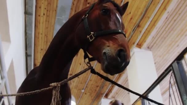 Reiten - Pferdeschnauze blickt in die Kamera, während eine Frau sie kämmt — Stockvideo